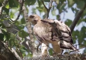 Águila Calzada / Autor: Jesús Giraldo / Exposición cedida para ilustrar el término Águila Calzada definido por Ignacio S. García Dios