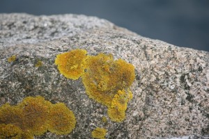 Liquen Xanthoria aureola / Aceytuno