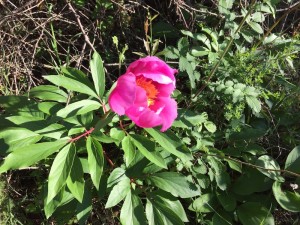 Peonía florecida en la sierra de Aracena, abril de 2015/ Namibio