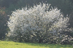 Cerezo florecido en el lugar de mi aldea, cerca de casa / Aceytuno