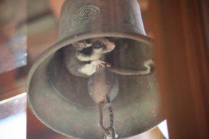 Lirón careto (Eliomys quercinus) en la campana / Aceytuno