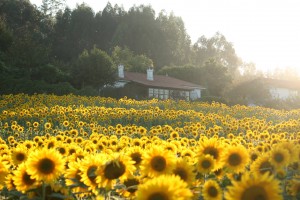 Casa de Mónica Fernández-Aceytuno en la Naturaleza