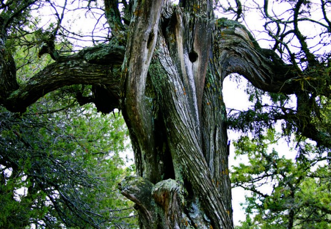 KAIKO ENVÍA INFORMACIÓN SOBRE EL LIBRO QUE HA REALIZADO SOBRE LOS 100 BOSQUES MÁS IMPORTANTES