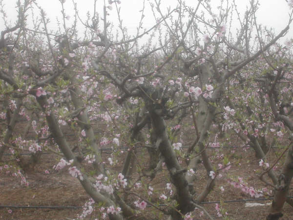 18:30 h Cuando florecen los frutales, siempre nos parece demasiado pronto, y hay quien le busca explicaciones meteorológicas y climáticas que, desde luego, influyen.

