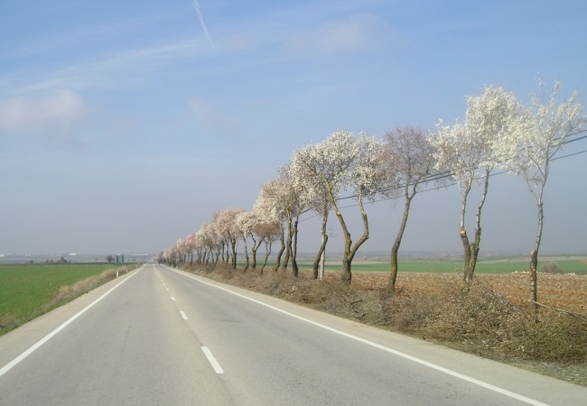 9:52 h  Antes de que la lluvia o el viento se lleven los pétalos blancos de los almendros, podemos verlos en la carretera que une Campo Real con Villar del Olmo,o mirarlos en esta fotografía que, junto a su carta, nos envía hoy un lector. GRACIAS.