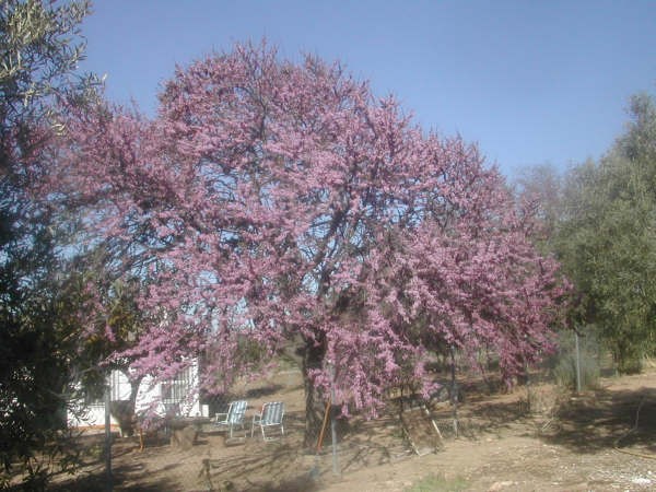 12:41 h  Antes de que el maravilloso Cercis siliquastrum, o “cercis ventureiro” para este apreciado lector, pierda sus flores, colgamos aquí para siempre su fotografía, porque la floración del año que viene será otra.