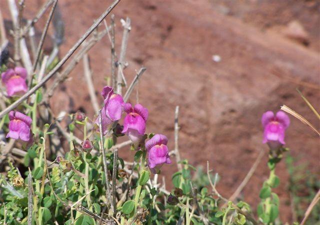 8:32 h Esta mañana se puede ver así a este endemismo forjado en el aislamiento, entre el acantilado y la sierra volcánica, justo sobre los roquedos basálticos, el Dragoncillo del Cabo de Gata (Anthirrhinum charidemi). Tiene dos días la foto.