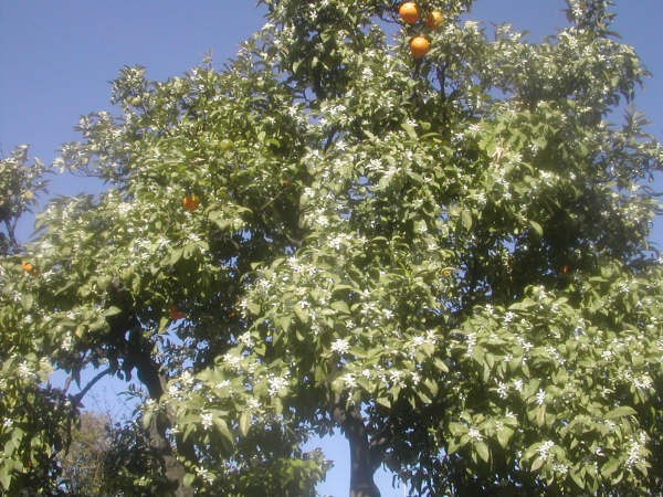 8:53 h Naranjo con el primer azahar y las últimas naranjas en el Paseo de la Palmera de Sevilla, cuya foto envía un lector.