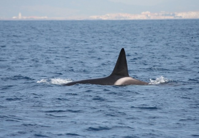 Orca con Tarifa al fondo