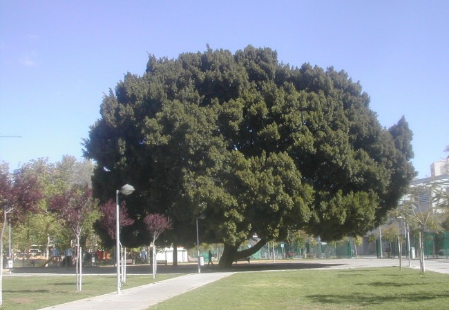 Ficus del Parque de la Pirotécnia, en Sevilla, con una diminuta persona caminando bajo su sombra. Observa el lector la importancia que para algunos árboles ha tenido crecer al abrigo de los militares o de los monjes.