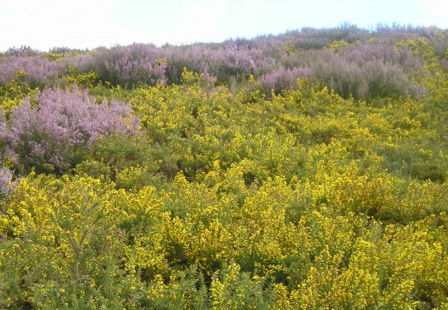 9:20 h Fotografía realizada esta Semana Santa en los montes de Lugo, donde están plenamente florecidos de amarillo los tojos, y de malvas los brezos.