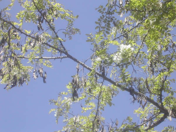 10:14h   Las acacias, tan habituales en los paseos de las ciuades, han florecido cuando todavía conservan las legumbres del año pasado, según apunta el lector autor de esta fotografía.