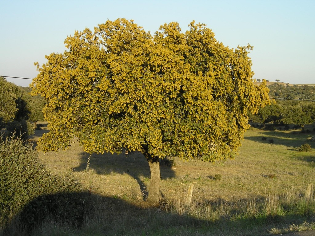 1514 Las encinas están florecidas... Aceytuno