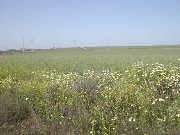 8:23h   Cuneta florecida de jaramagos, de margaritas, de flores malvas y ,dentro de unos días, de amapolas. Me parece ver ya una, en la foto que nos envía el lector…