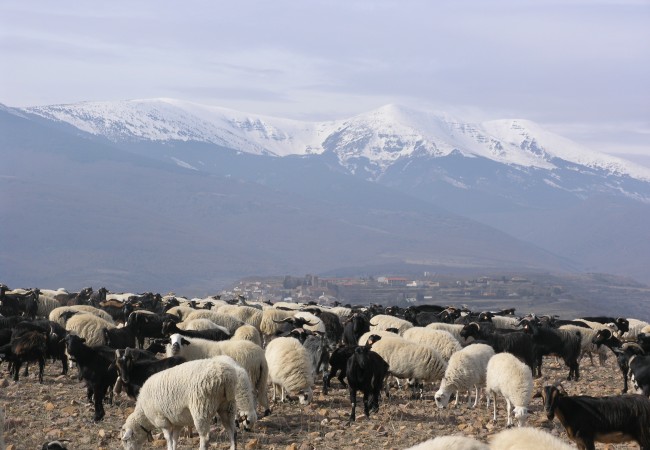 12:45  Cabra Moncaína y oveja Churra Tensina con el Moncayo al fondo.