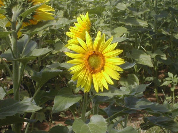 8:47   Los girasoles, aunque en principio sigan la luz del sol, terminan siempre por mirar hacia el Este…