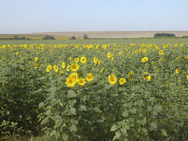 9:05  Según nos cuenta el autor de esta fotografía, se llama mirasolar al campo de girasoles…