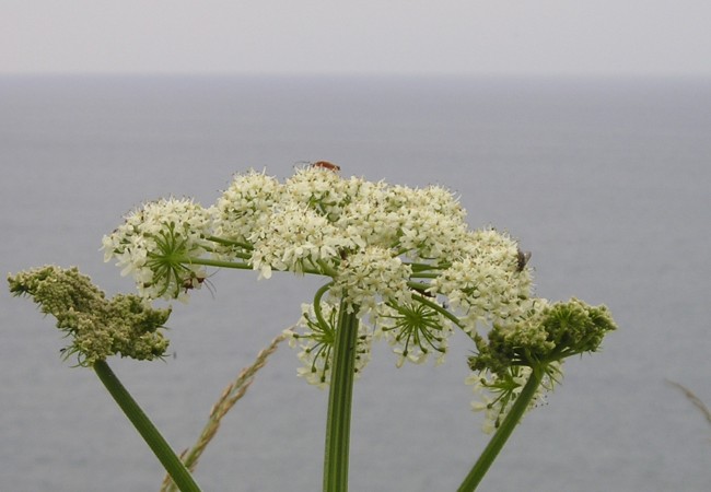 8:37  Si en “leer más” amplían esta foto de un hinojo, junto al mar, florecido, verán que tiene una mosca y varias cantáridas rojas, sobre las flores blancas…