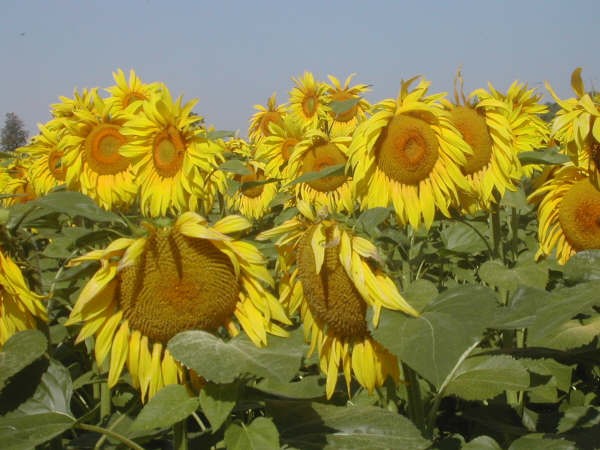 9:04 Gracias al inestimable seguimiento que un lector está haciendo de un mirasolar,estamos aquí viendo en tiempo real cómo crecen los girasoles, y así estaban ayer…