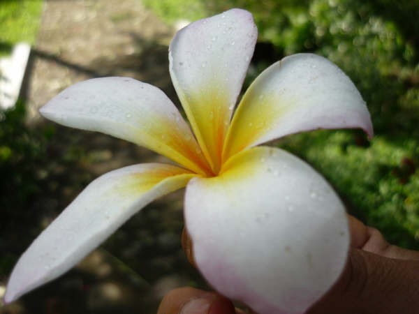 11:46 Fotografía de la flor de Sacuanjoche tomada hace unos días en Nicaragua junto al Parque el Memorial por las víctimas del Huracán Mitch…