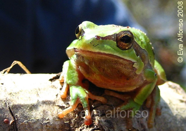 8:57 Rana de San Antón fotografíada hace unos días por Eva Alfonso que nos trae hoy en ACTUALIDAD NATURAL una información muy completa sobre esta rana que además de verde, puede ser azulada…