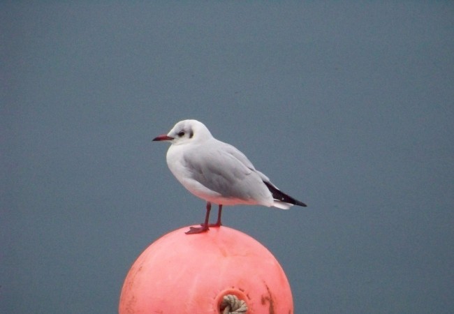 10:13   Esta gaviota estaba así, posada tranquilamente ayer, sobre una boya roja descolorida por el sol, bajo una lluvia que no se ve, en el puerto…