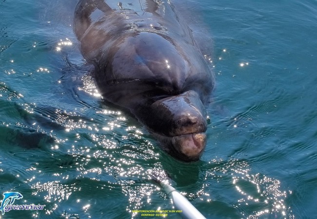 11:08   Esta fotografía es de un delfín solitario del que nos escribe hoy, pinchando en ACTUALIDAD NATURAL, Eva Alfonso, con información del Grupo de Rescate y Estudio de los Mamíferos marinos.
