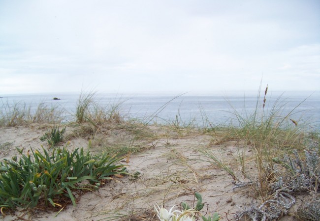 9:54   Esa flor blanca que se ve cuando se pincha en “leer más” y luego sobre la fotografía, se llama azucena de mar, y cebolla de las gaviotas toda la planta, cuyas semillas navegan por el mar millas y millas…