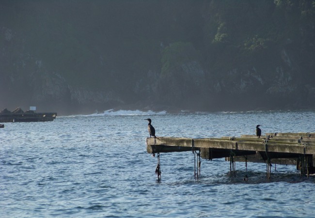 20:02 Hacía sol y sin embargo no tenía abierta las alas el cormorán,solo parecía mirar el horizonte, con sus ojos verdes….