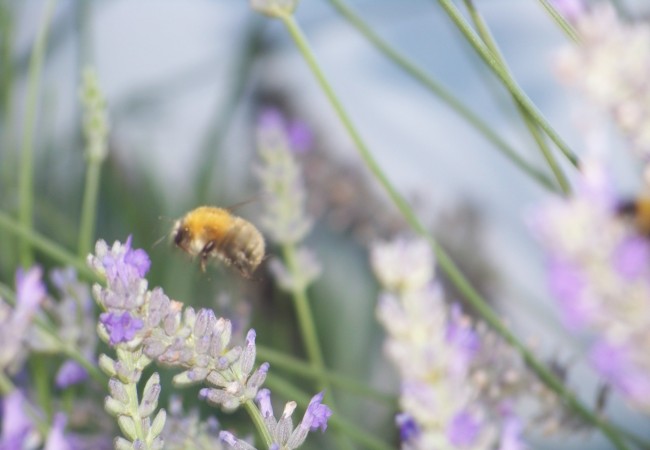 9:36 También con el sol de ayer, un sol espléndido de domingo de septiembre, al olor y al néctar de las últimas flores de la lavanda, vinieron mariposas blancas de la col, y los últimos abejorros de las piedras….