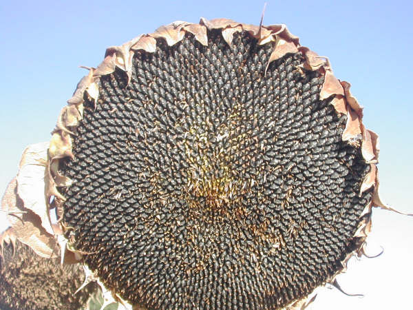 9:40  Se han obtenido este año grandes cabezas de girasol, por la abundancia de lluvias en primavera…