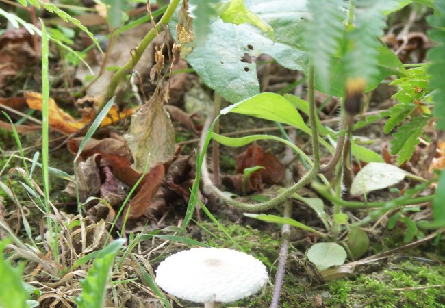 14:12  Acabo de fotografíar a esta seta blanca y pequeña como un salero. Tiene el sombrero lleno de escamas, y la blancura de los hongos sin pigmentos…