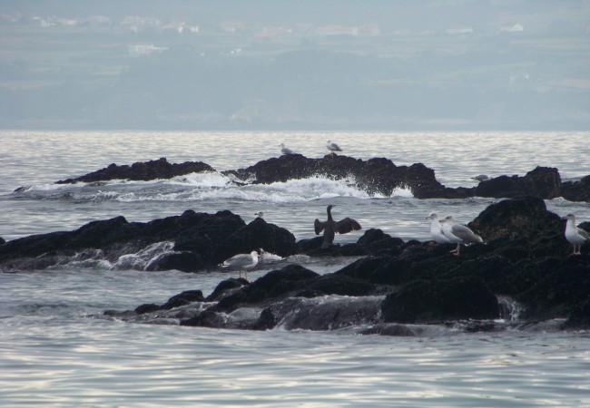 16:30 A eso de las once y media, empezó a salir hoy el sol entre las nubes, y el cormorán de la fotografía, abrió las alas para secarlas…