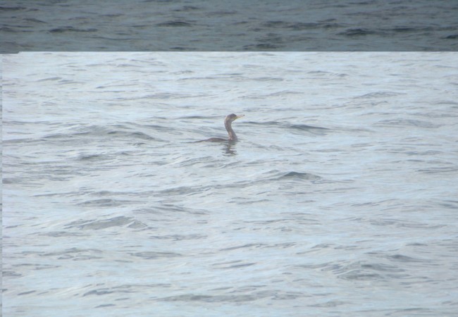 17:05  Cuando se está navegando y hay un cormorán pescando, lo que se ve es un cuello largo en “s”, como el de una garza, asomando de la superficie del agua…