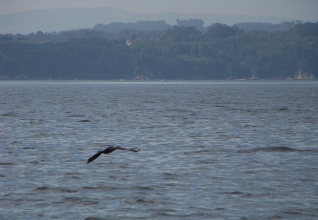 17:42  Se puede distinguir desde muy lejos a un cormorán en vuelo porque vuela como ninguna otra ave marina, en perfecta horizontal, a toda velocidad, las alas casi tocando el agua con la punta cada vez que bajan….