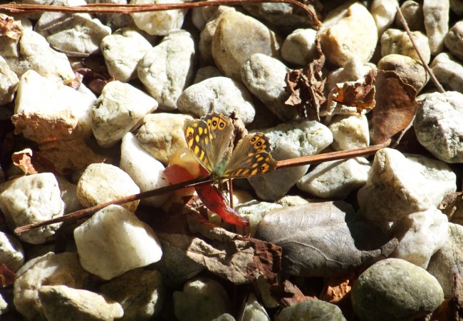 17:23  Un inciso en este soleado fin de semana para enseñar a esta mariposa “saltacercas” hace unos minutos bebiendo el mosto de una uva al sol abierta…