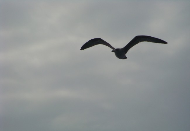 7 y 46 del martes 14 de Octubre

Salgo tanto al mar que las gaviotas ya conocen mi barco.