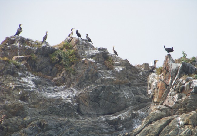 9:45  Colonia de cormoranes donde los más jóvenes, son los más claros.