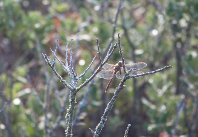 17 y 34 del Lunes 20 de Octubre de 2008

Buenas tardes. Si se amplia pinchando sobre la fotografía en “leer más”, se aprecian las manchas rojas que tiene esta libélula en el extremo de las alas transparentes.