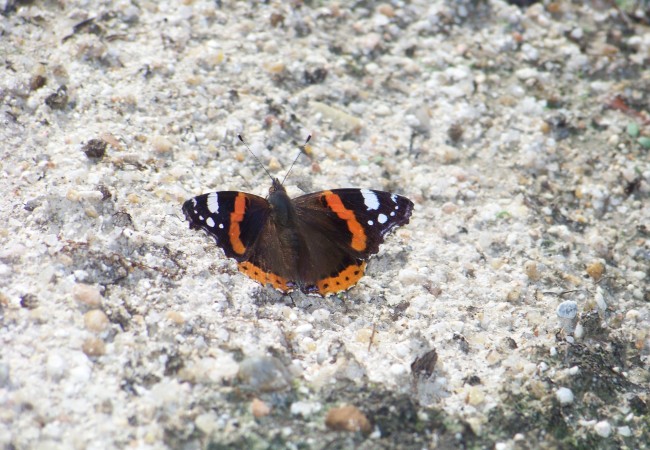 Esta mariposa que estaba ayer por la mañana en el terraplén recién abierto de un camino y que parecía la superficie blanca de la luna…