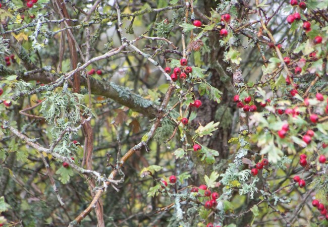 Antes de que las aves se coman los frutos del espino de Proust, que ya vimos aquí con sus flores blancas en corimbo, traigo el aspecto de los espinos bajo la lluvia, hace dos días.