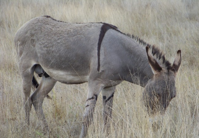 Aunque aquí nos ocupamos de la fauna silvestre, no deja de parecer una cebra, este burro que pasta en Oropesa, digno de Juan Ramón Jiménez.