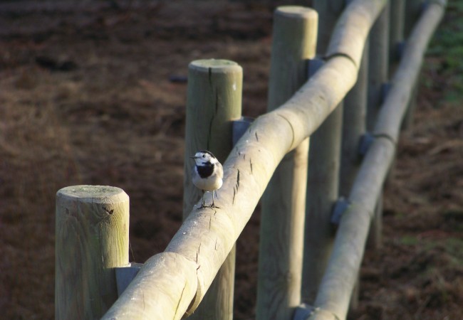 Lavandera (Motacilla alba)