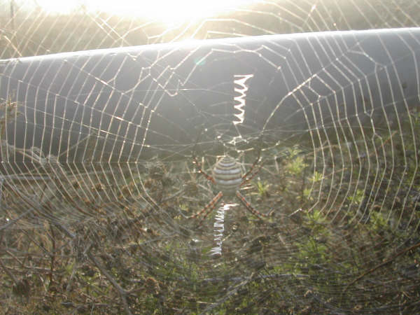 10:34  ¿Y de qué especie de araña se trata? La ha fotografíado un lector y nos la acaba de enviar.