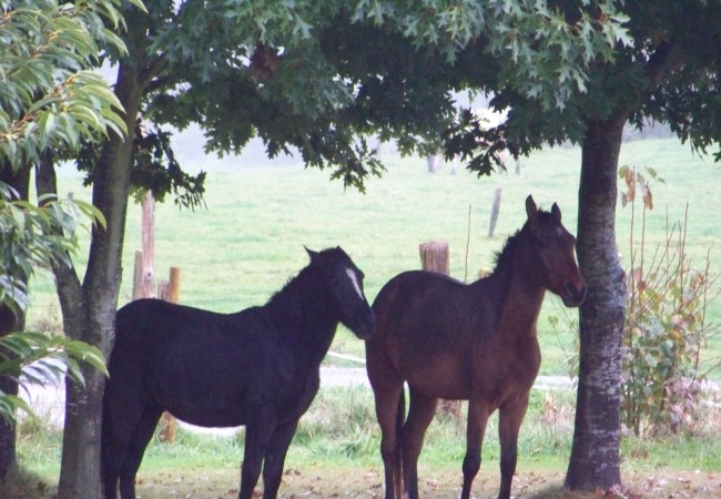 9 y 26 del Miércoles 29 de Octubre de 2008

Así están ahora mismo los caballos, de pie, dormidos bajo el frío y la lluvia que gotea de las hojas del roble que les resguarda mientras sueñan.