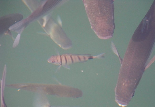 10 y 7 del Miércoles 29 de Octubre de 2008

Ahora que el agua del mar también se ha enfriado, se ve a los peces desde el pantalán de esta manera, un poco aletargados, y mezcladas las especies.