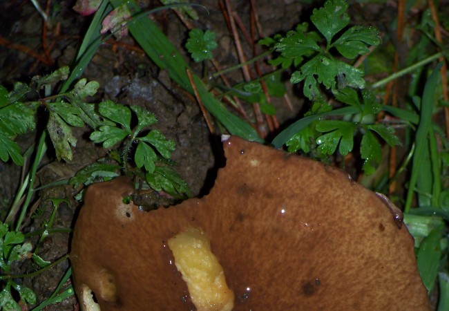 20:55 Marcas de los dientes del ratón de campo a las siete de esta tarde sobre una seta. Pero ¿cuáles hizo el ratón, y cuáles la babosa?