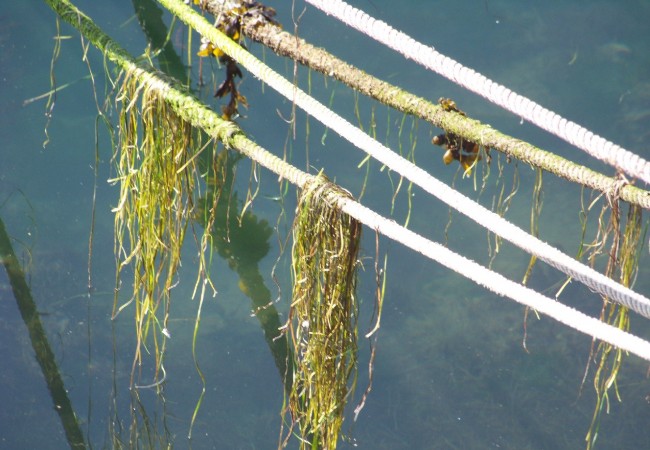 9:49 del Jueves 6 de Noviembre de 2008Ayer por la mañana, estuvo tan baja la marea, que los cabos con los que se amarran los botes, tenían estos mechones de algas, puestos a secar al sol, por el agua que se había marchado.