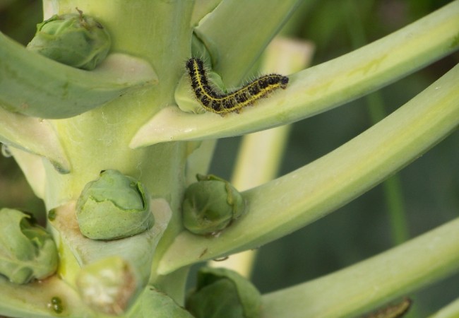 Oruga de la mariposa de la col