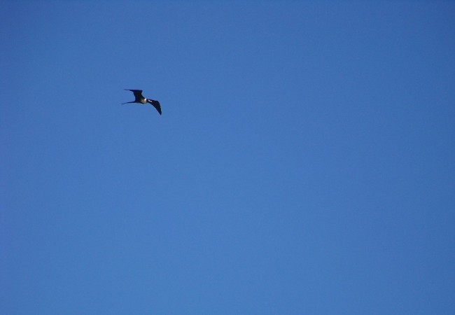 9:37 del jueves 13 de Noviembre de 2008

Esta fragata estaba hace tres días volando sobre el castillo de San Felipe del Morro, en San Juan de Puerto Rico.